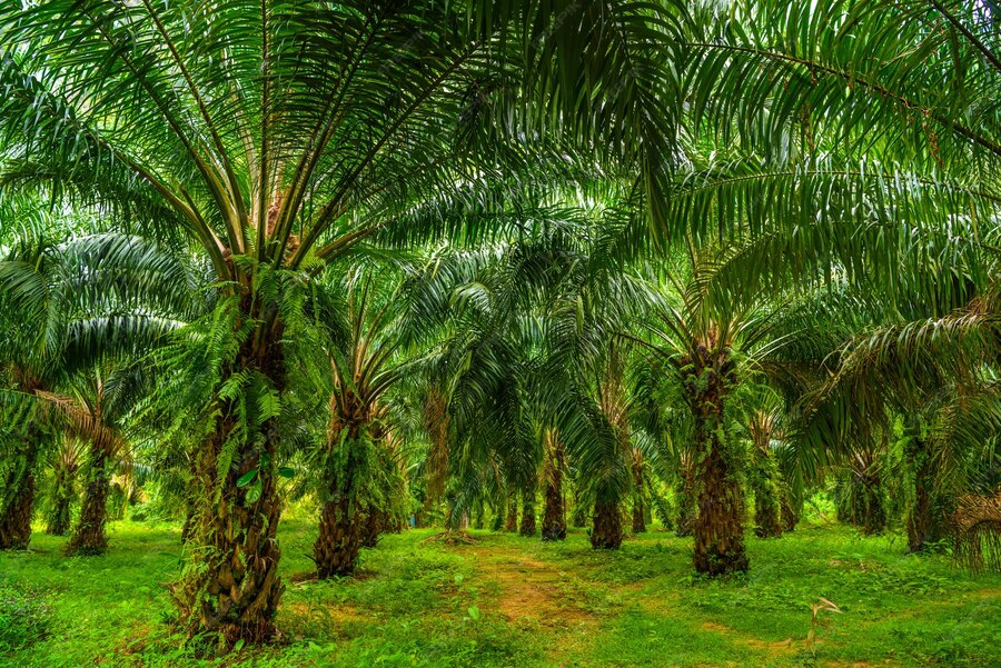 oil palms plantation